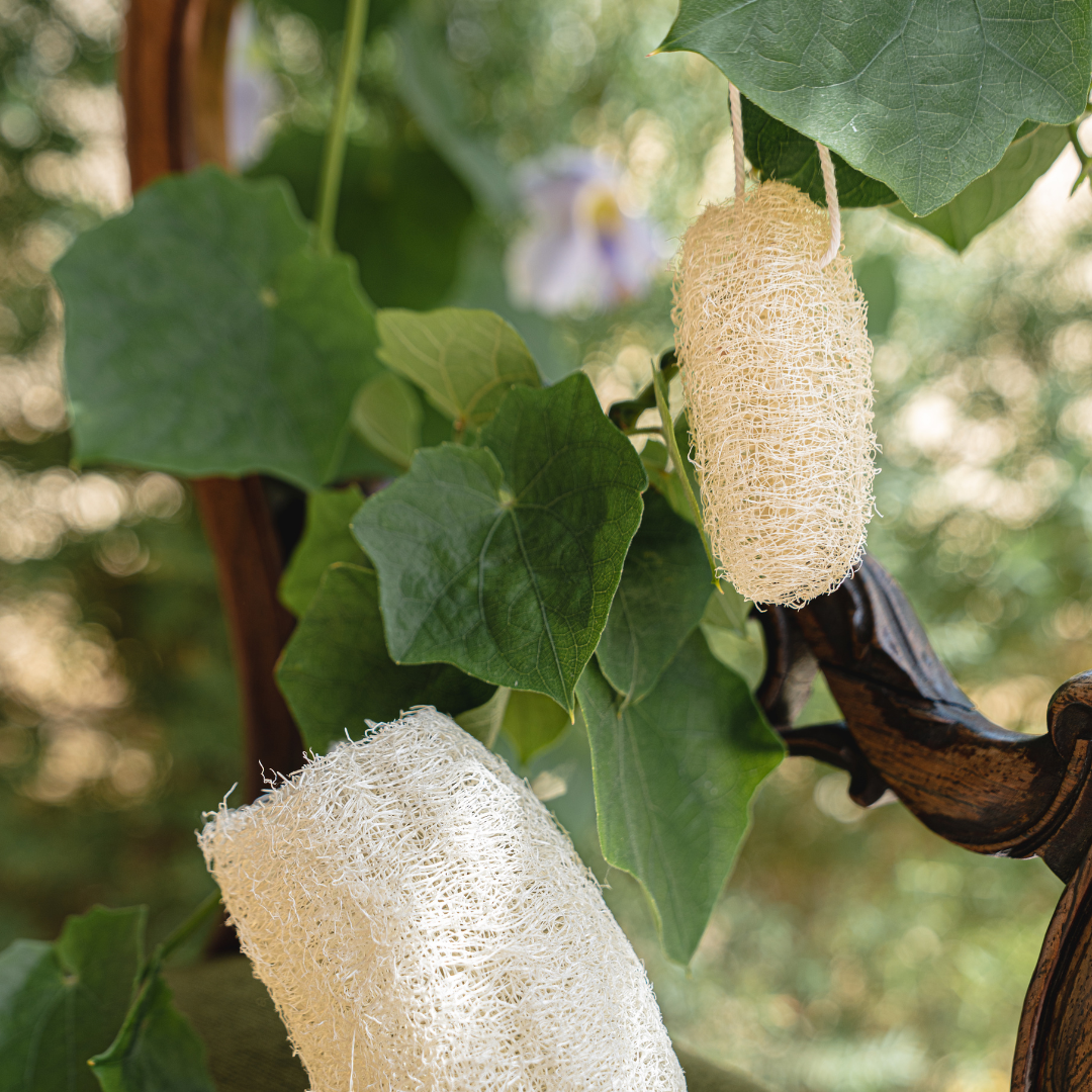 Natural Loofah (Body & Face)