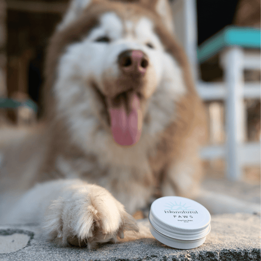 PAWS Dog Paw Balm